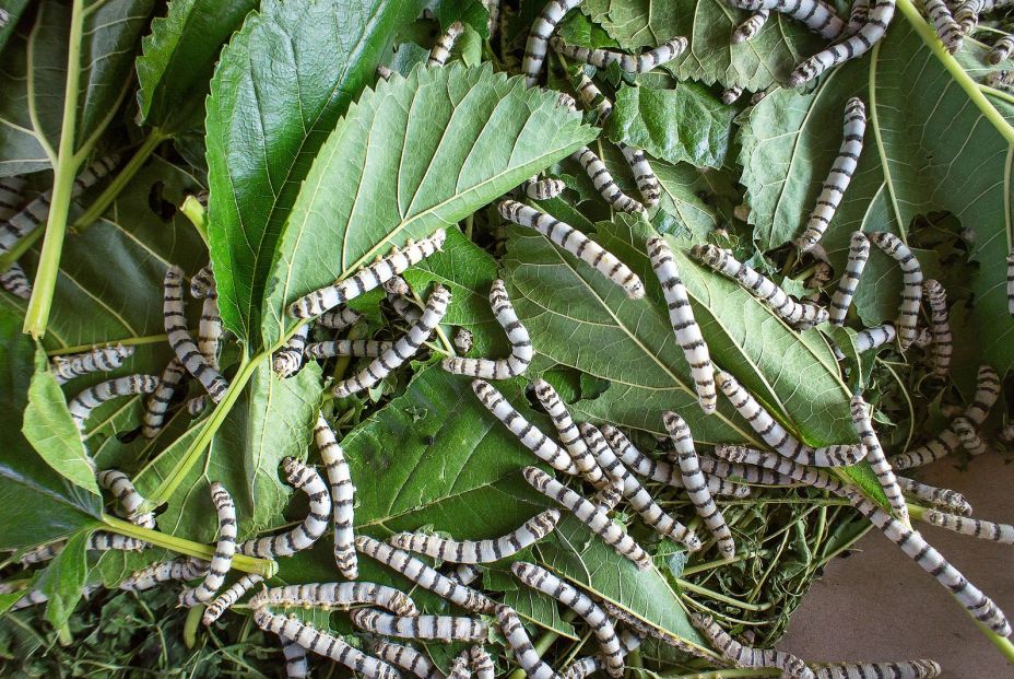 Foto: Bigstock. Foto: Bigstock.