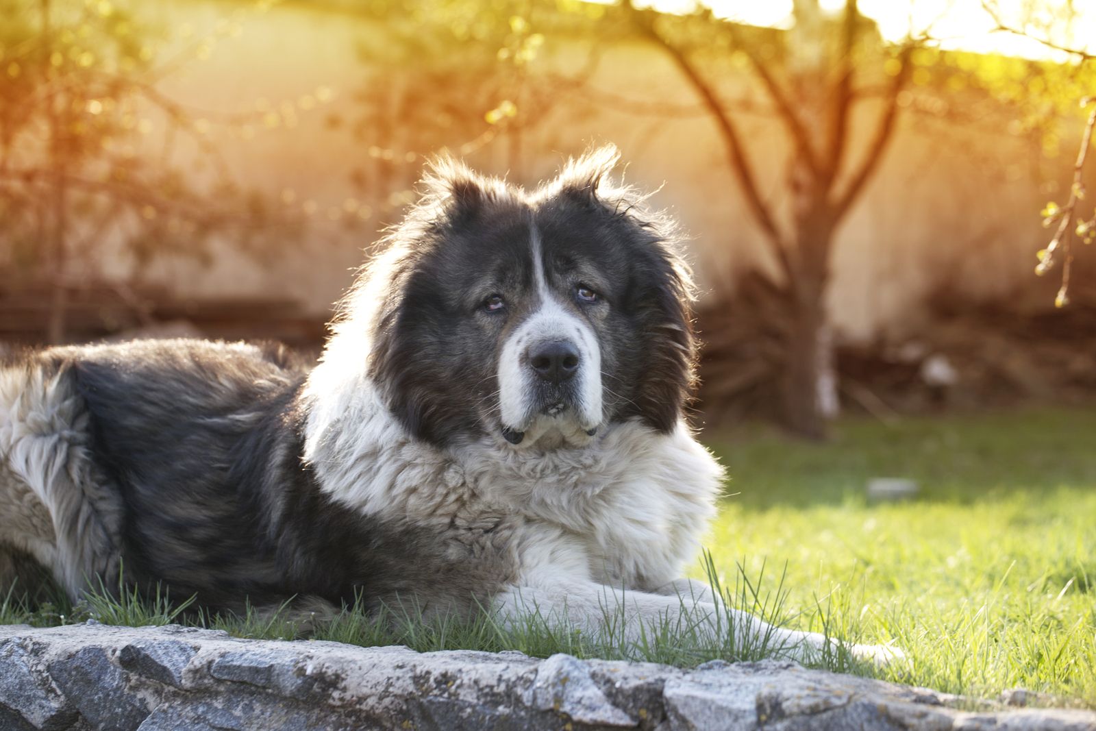 Cómo saber si tu perro padece demencia senil