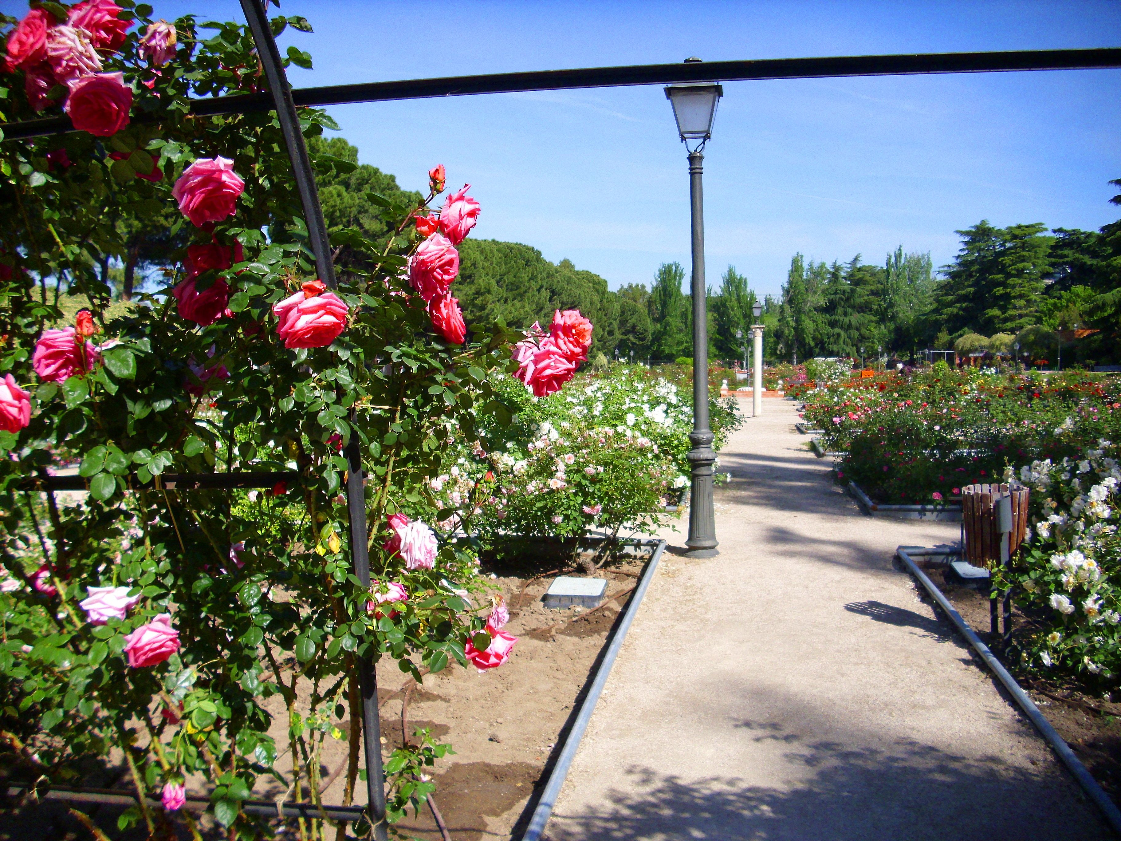 Rosas únicas, agua y búnkeres es lo que verás si paseas por el Parque del Oeste de Madrid