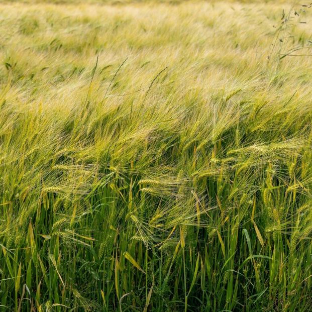 Primavera de alto riesgo: España se enfrenta a niveles extremos de polen Europa Press