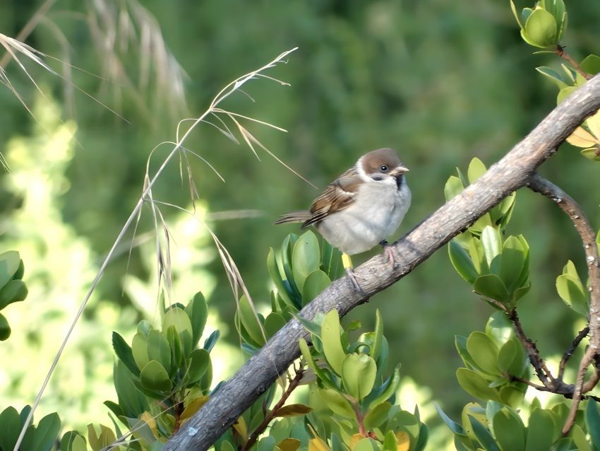 EuropaPress 6310114 ejemplar gorrion casa campo madrid