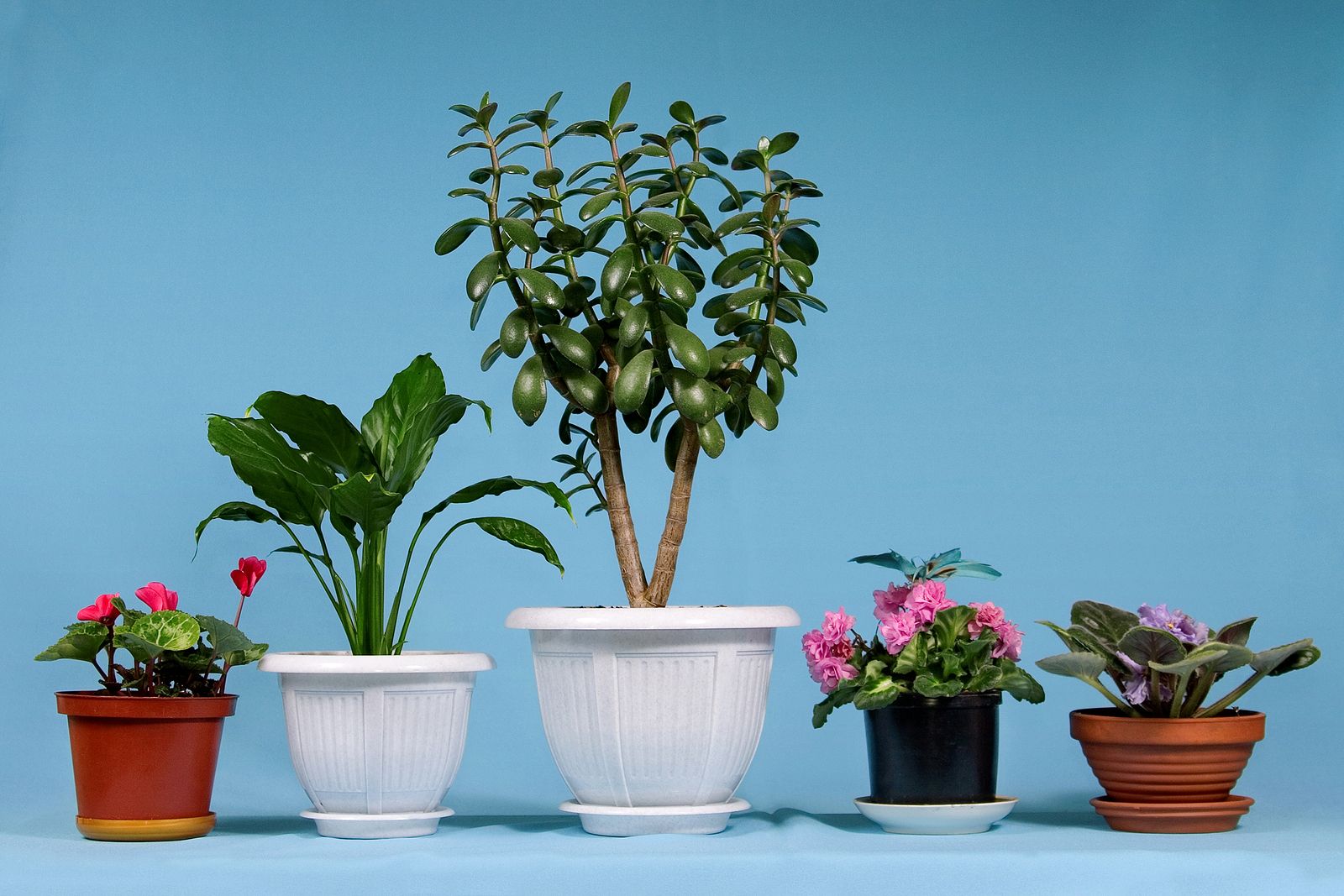 Cómo preparar tus plantas para la primavera: cuidados esenciales tras el cambio de estación. Foto: Bigstock.