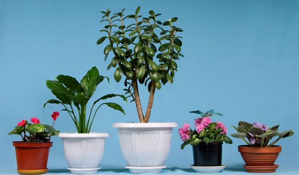 Cómo preparar tus plantas para la primavera: cuidados esenciales tras el cambio de estación. Foto: Bigstock.