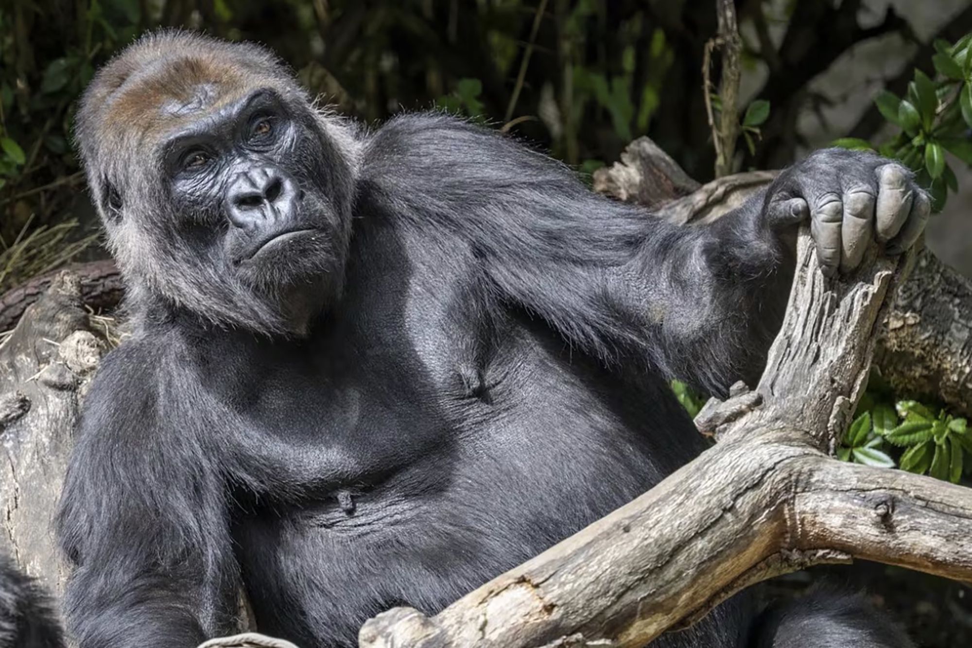 Un nuevo fósil revela los orígenes de los simios. Europa Press.