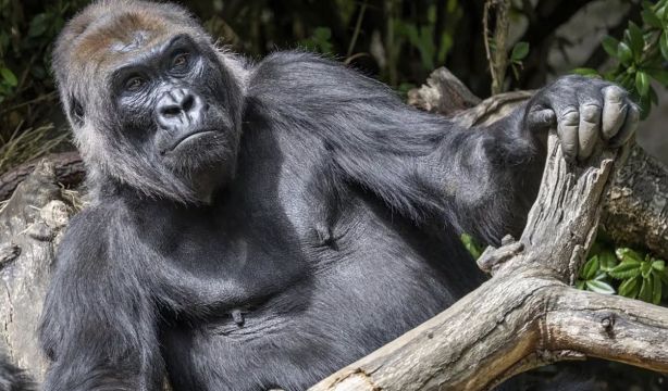 Un nuevo fósil revela los orígenes de los simios. Europa Press.
