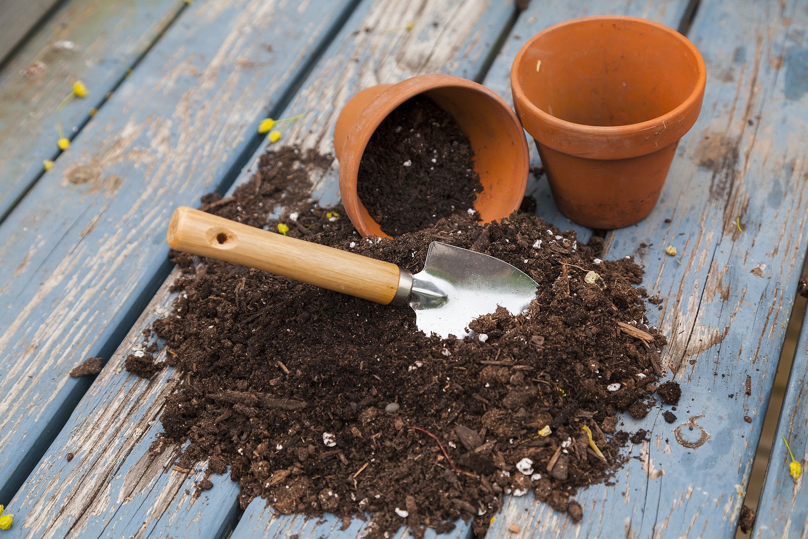 ¿Manchas blancas en la tierra de tus plantas? Aprende a distinguir si es moho o cal