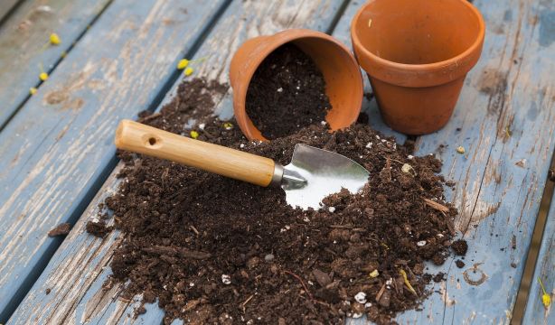 ¿Manchas blancas en la tierra de tus plantas? Aprende a distinguir si es moho o cal