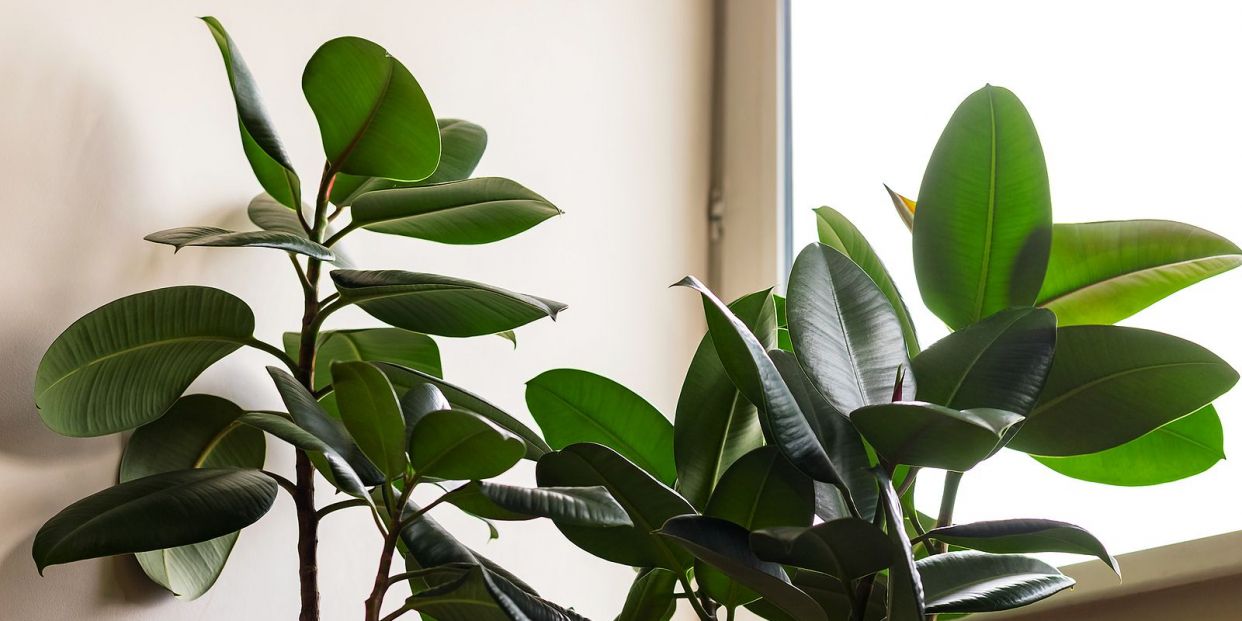 Las 3 plantas más fáciles de cuidar... si siempre se te acaban muriendo