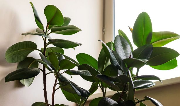El truco del palillo de madera que salva tus plantas