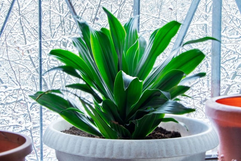 Aspidistra. Fuente: BigStock.