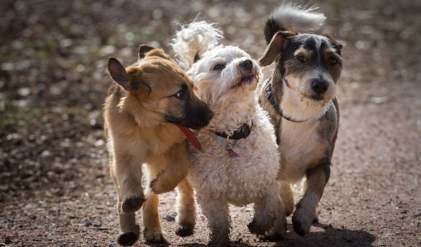 Esta es la raza de perro española más demandada en España
