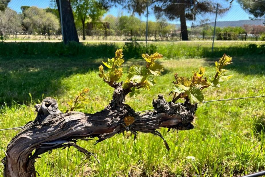 Hito para el vino de Madrid: descubren 22 variedades centenarias de vid que se creían desaparecidas