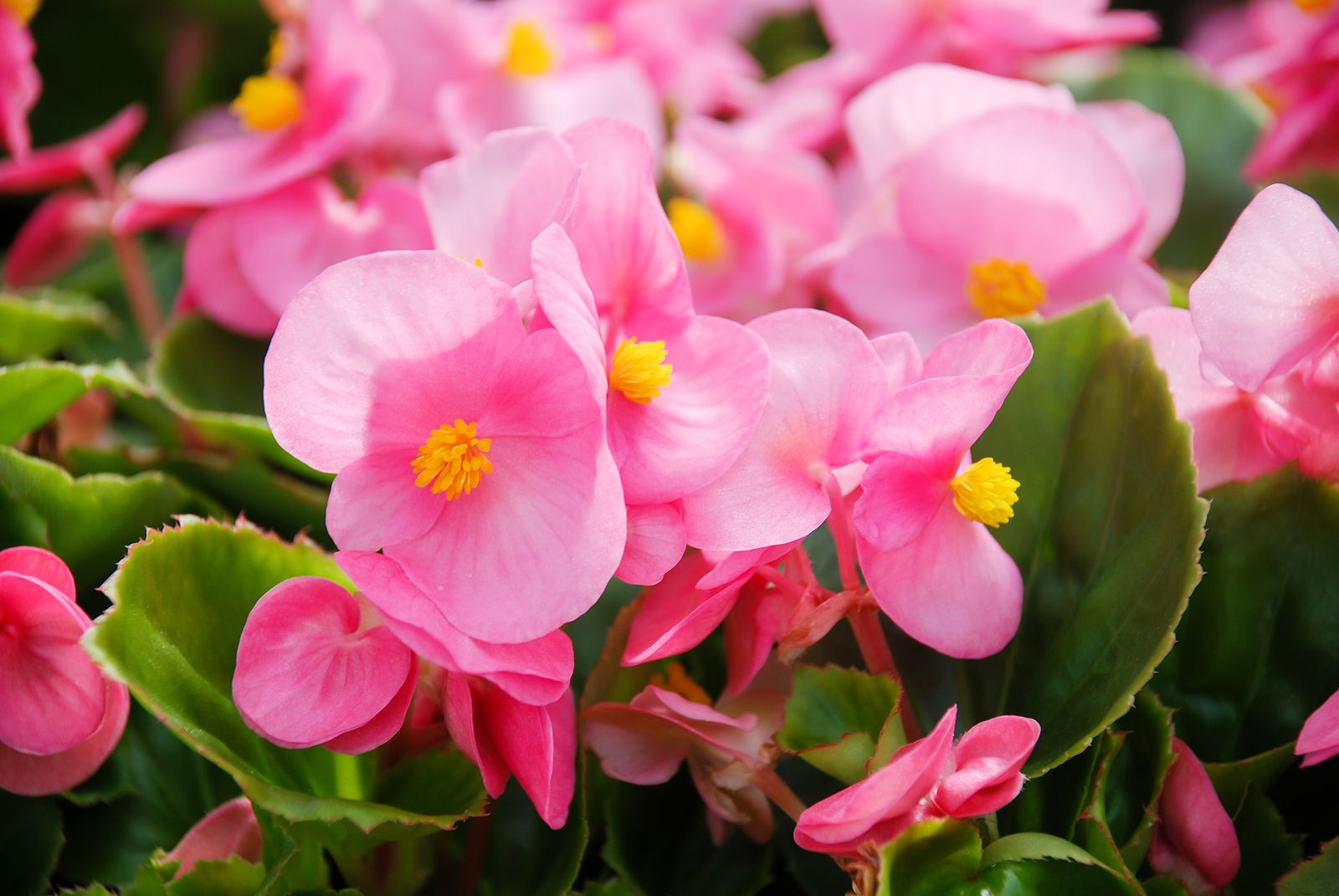 La begonia semperflorens, la aliada perfecta para jardines sin complicaciones. Foto: Bigstock.
