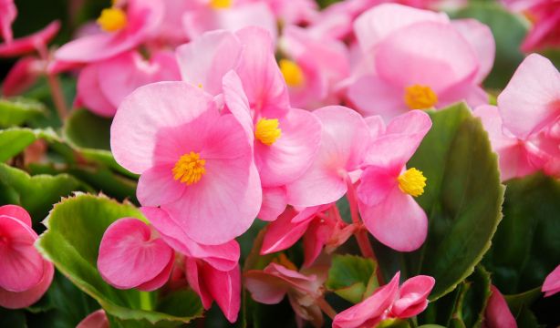 La begonia semperflorens, la aliada perfecta para jardines sin complicaciones. Foto: Bigstock.