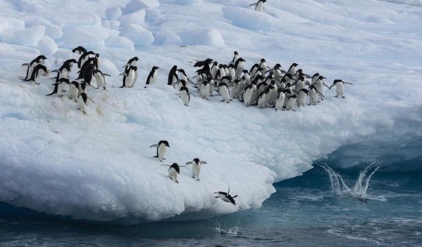 Varias especies emblemáticas de la Antártida entran en peligro de extinción. Foto: Europa Press.