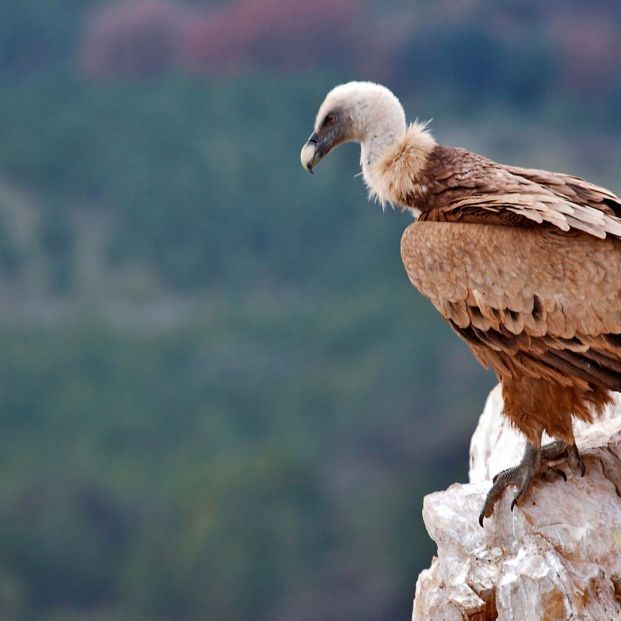 Buitre leonado en el Peñón de Zaframagón