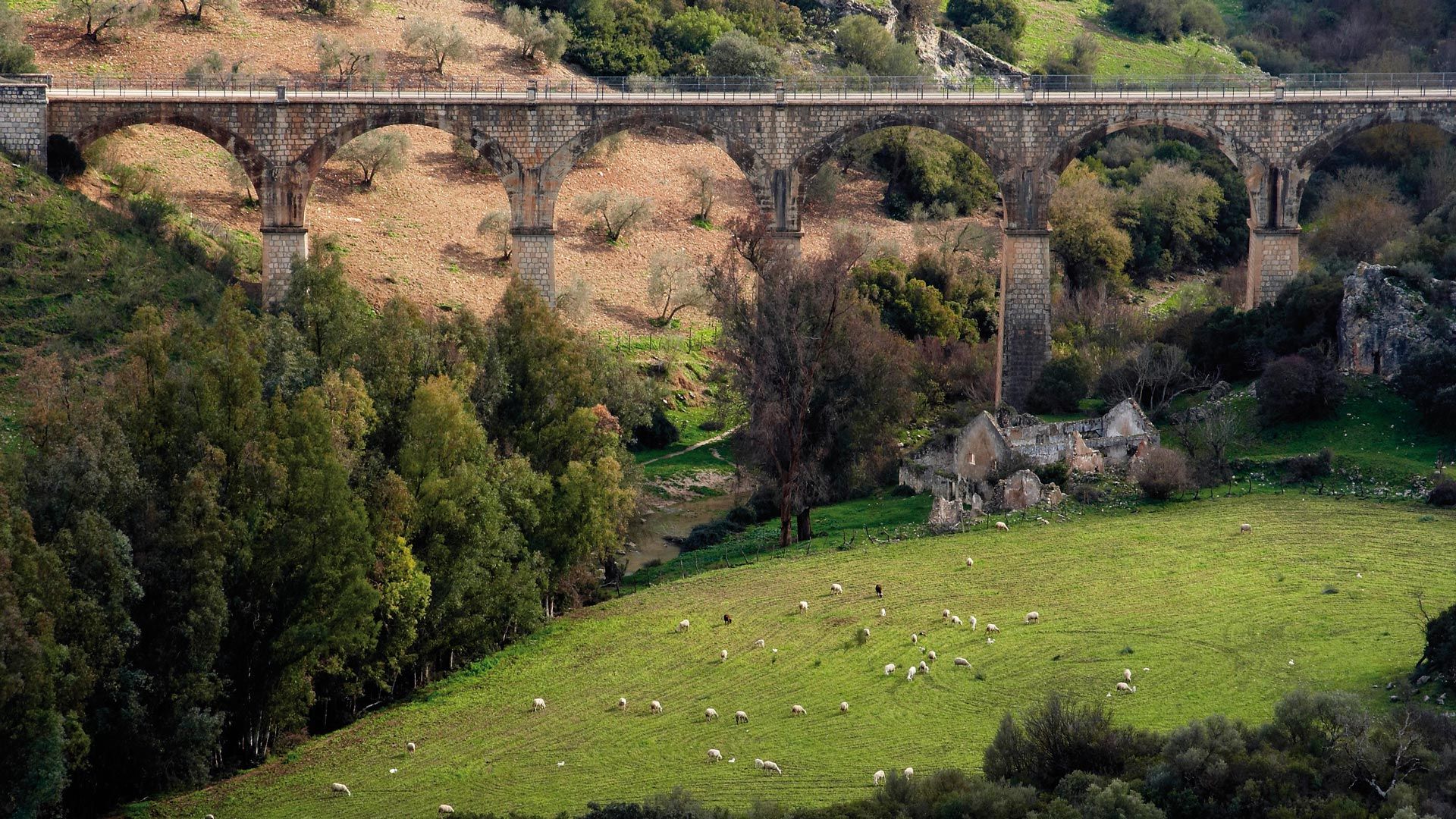 Ruta por la Vía Verde de la Sierra de Cádiz; Viaducto y ganado en la Vía Verde
