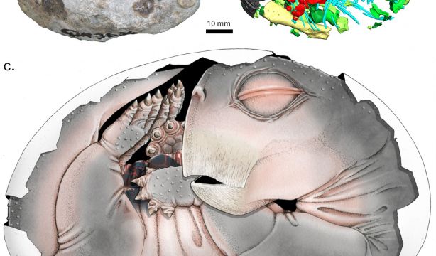 Los mamíferos ponían huevos hace millones de años y esta es la prueba más antigua encontrada