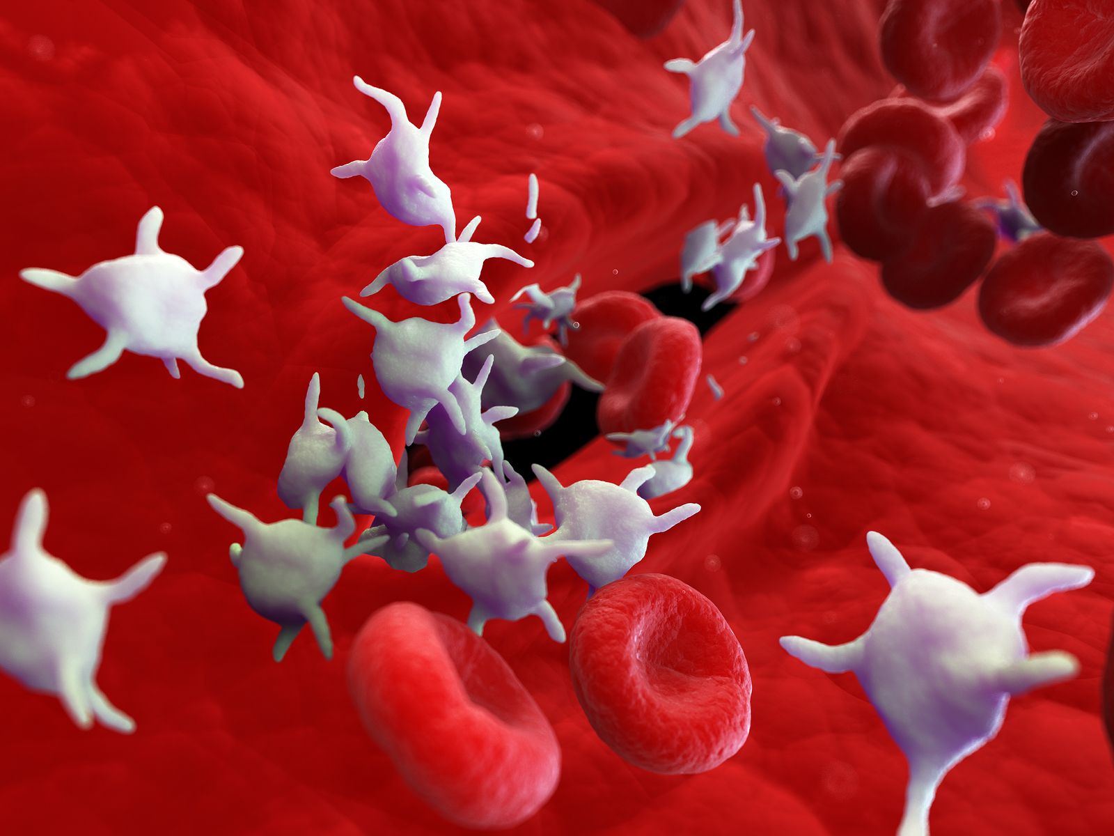 Nuevos fármacos para la posible y futura curación de la trombocitopenia inmune