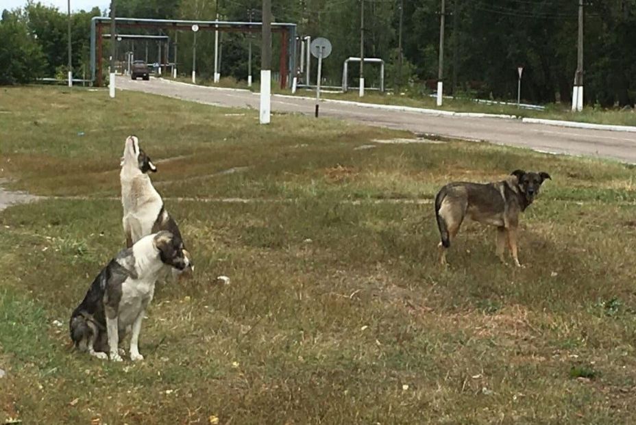 Perros que habitan en la zona de Chernóbil. Fuente: Europa Press.