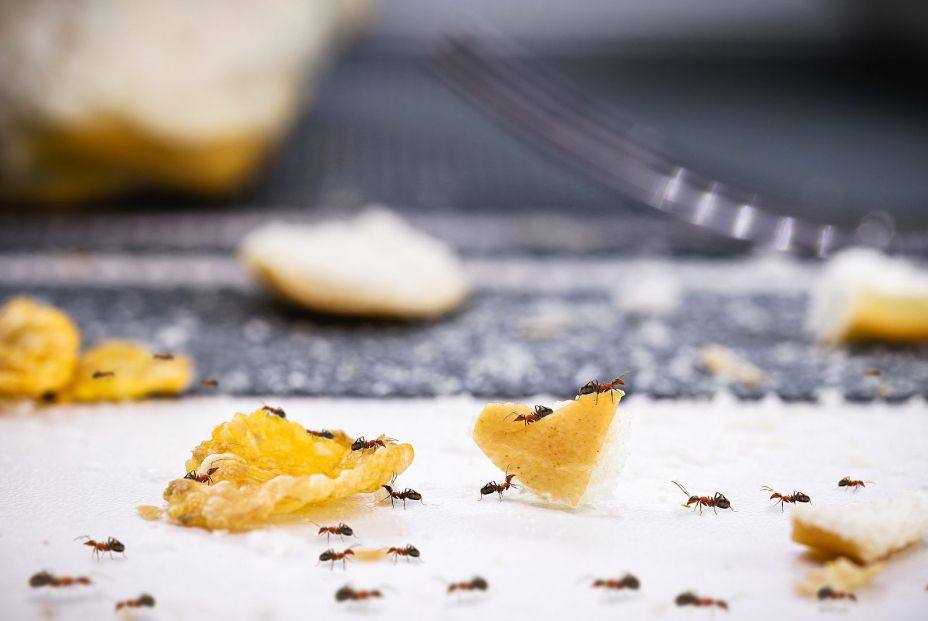 ¿Cómo eliminar las hormigas en casa sin usar insecticidas?