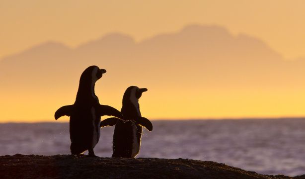 ¿La monogamia es natural? Evolución, biología y su impacto en la salud sexual masculina