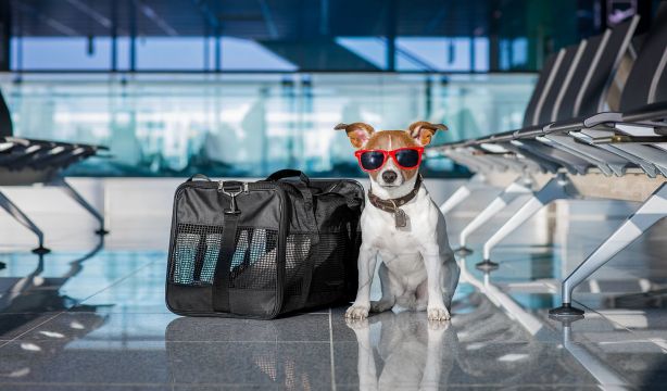 Nueva norma para viajar con mascotas en la UE: requisitos y documentación obligatoria