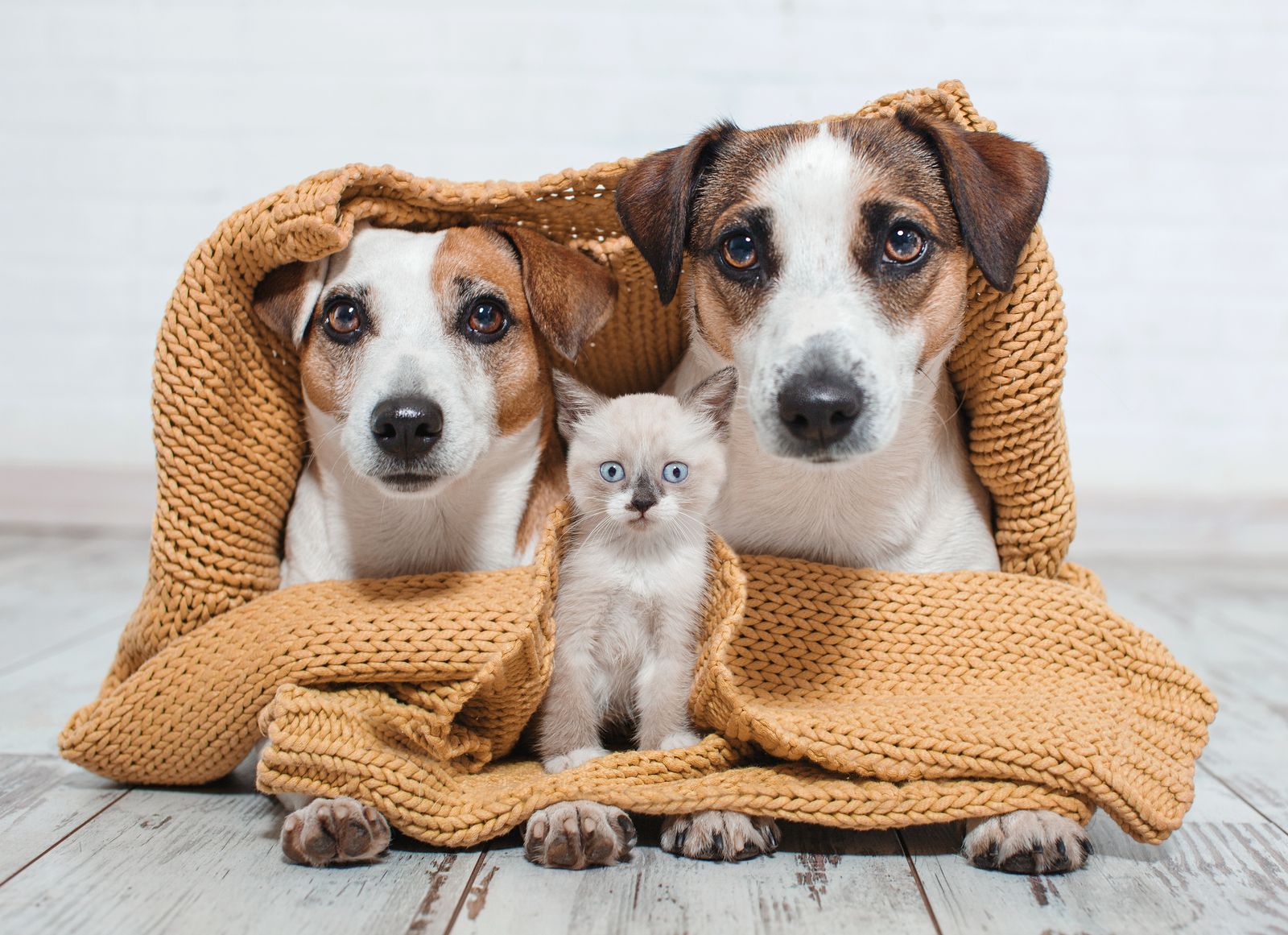 ¿Cómo y por qué tienes que proteger a tu mascota del frío?