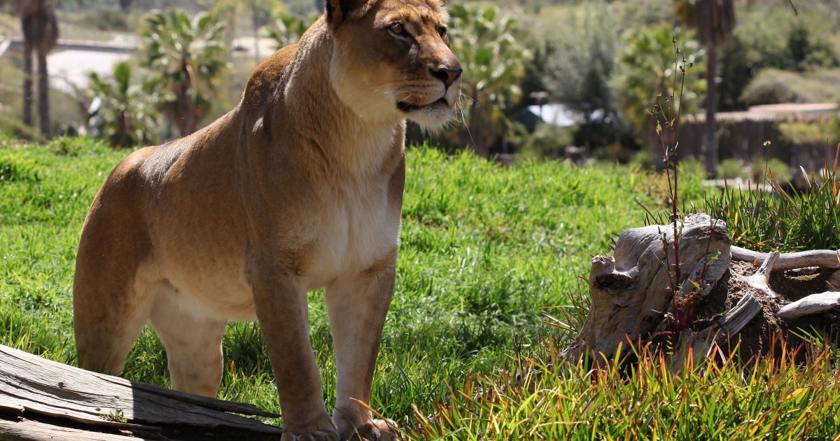 Los tres documentales sobre animales disponibles en Netflix