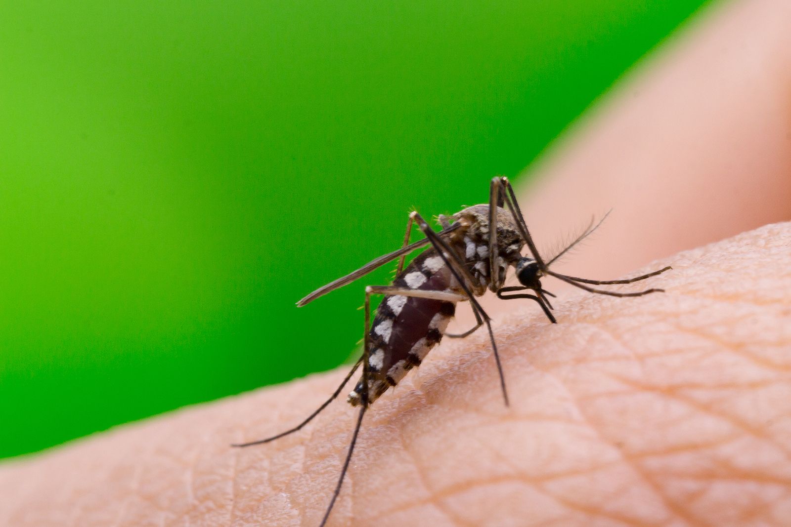 Quiero saber qué es el dengue y cómo afecta a los mayores