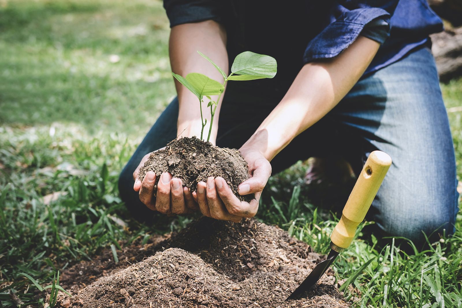 Conoce los proyectos de reforestación que hay en España y cómo participar en uno