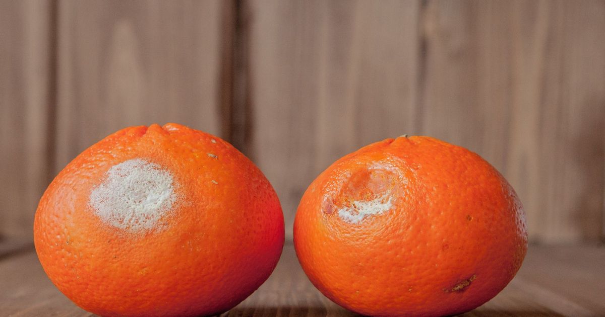 Quiero saber qué pasa si como frutas con algo podrido