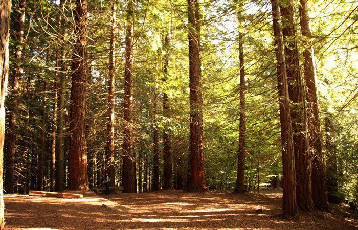 Bosque de Secuoyas del Monte Cabezón