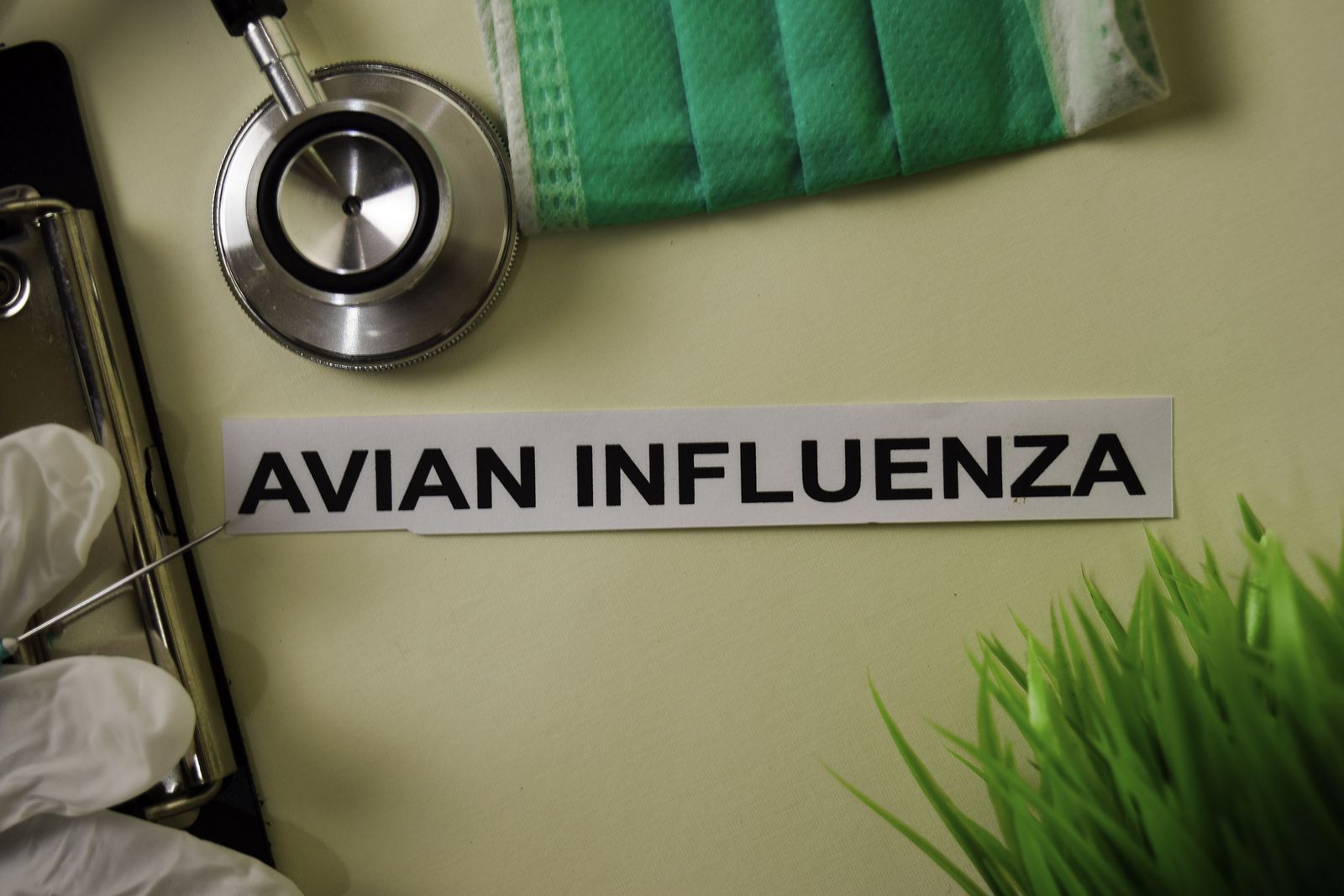 ¿Cuál es la diferencia entre gripe aviar y porcina?