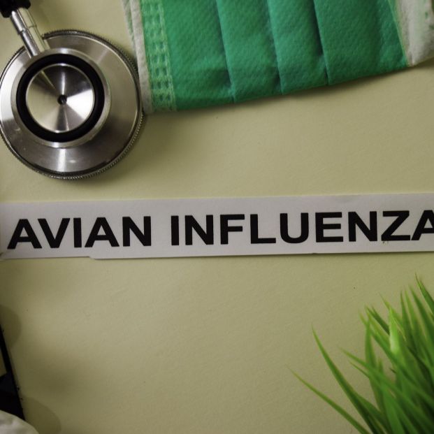 ¿Cuál es la diferencia entre gripe aviar y porcina? ¿Cuál es la diferencia entre gripe aviar y porcina?