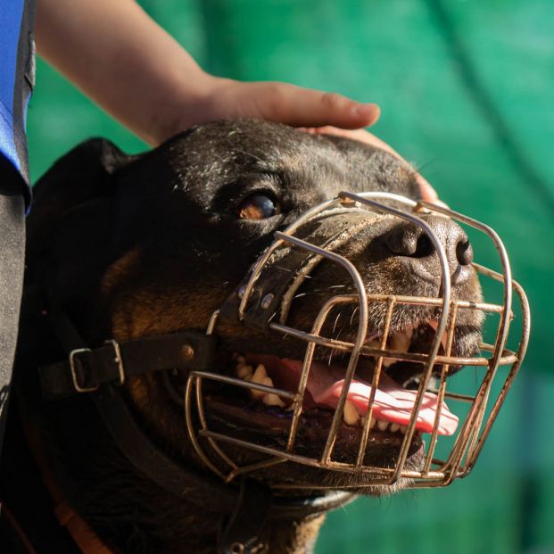 Este es el bozal que debes poner a tu perro cuando aprieta el calor, según la Guardia Civil