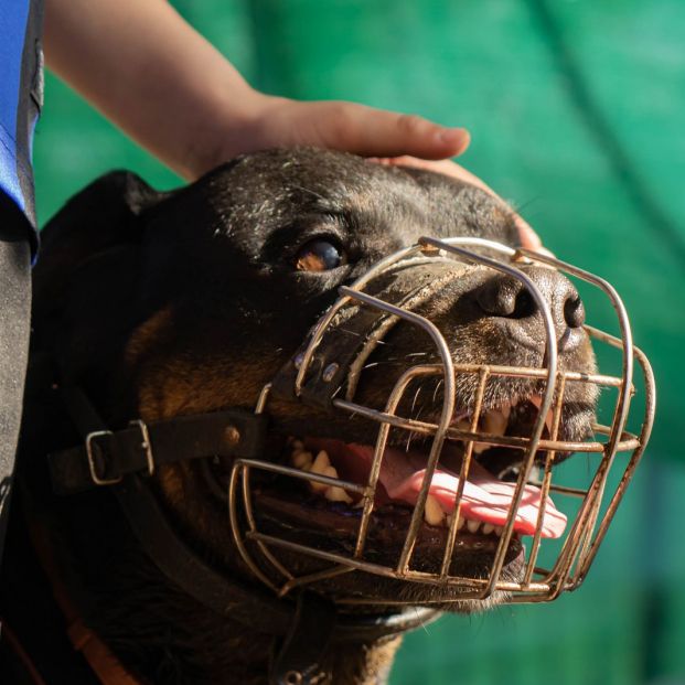 Artefacto Querer lote Este es el bozal que debes poner a tu perro en verano