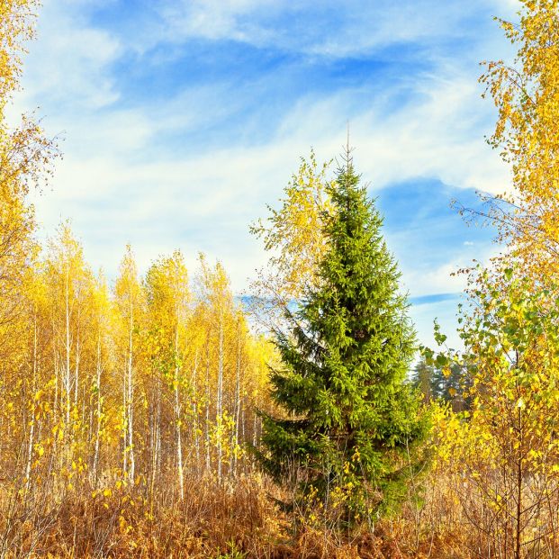 ¿Quieres poner este año con un árbol de Navidad natural? Te decimos dónde comprarlo