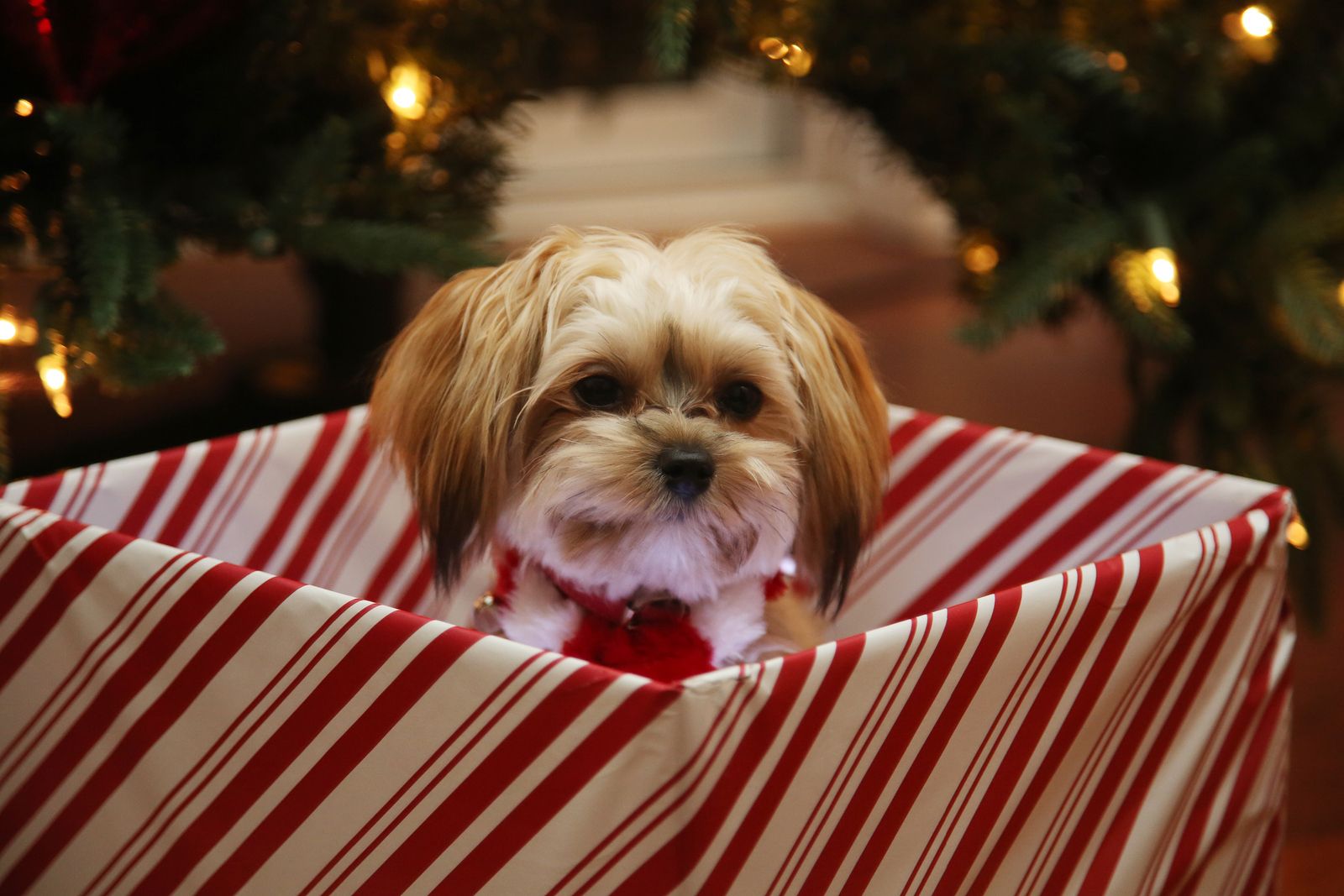 Si los Reyes Magos vienen con un perrito para tu nieto, ten en cuenta algunos detalles importantes