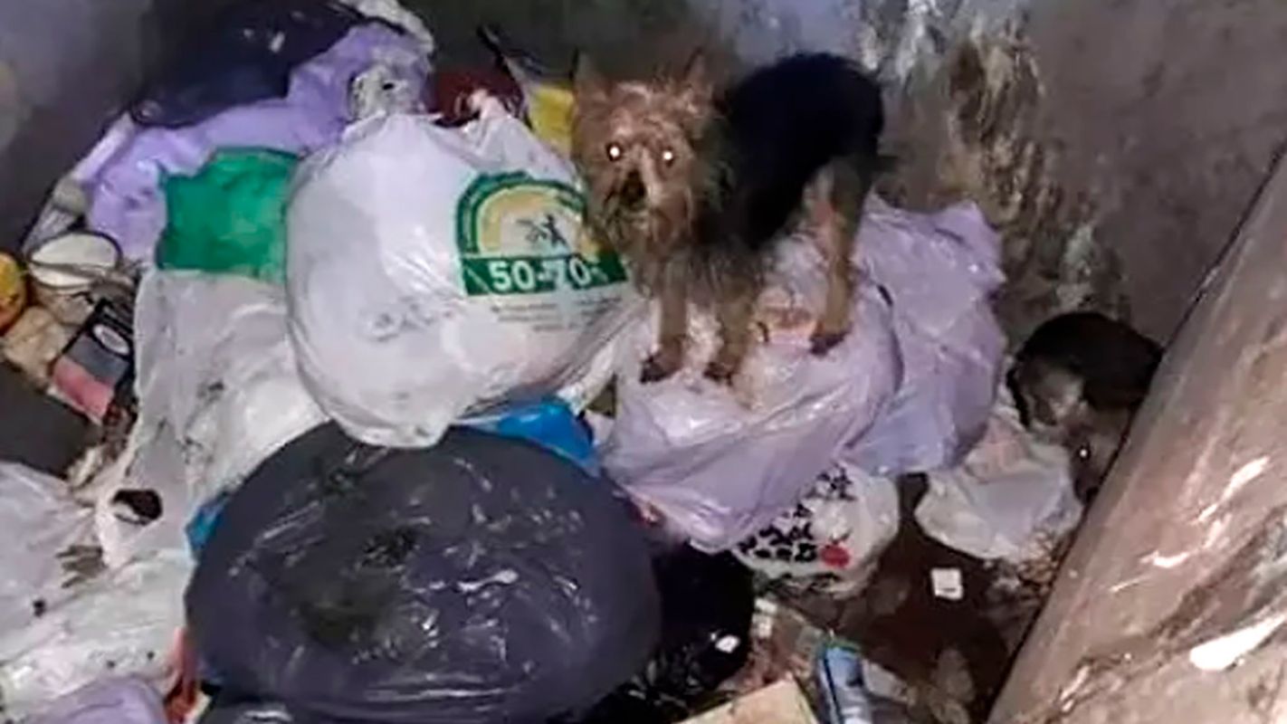 Rescatan con vida a once perros de dos contenedores soterrados en Alicante
