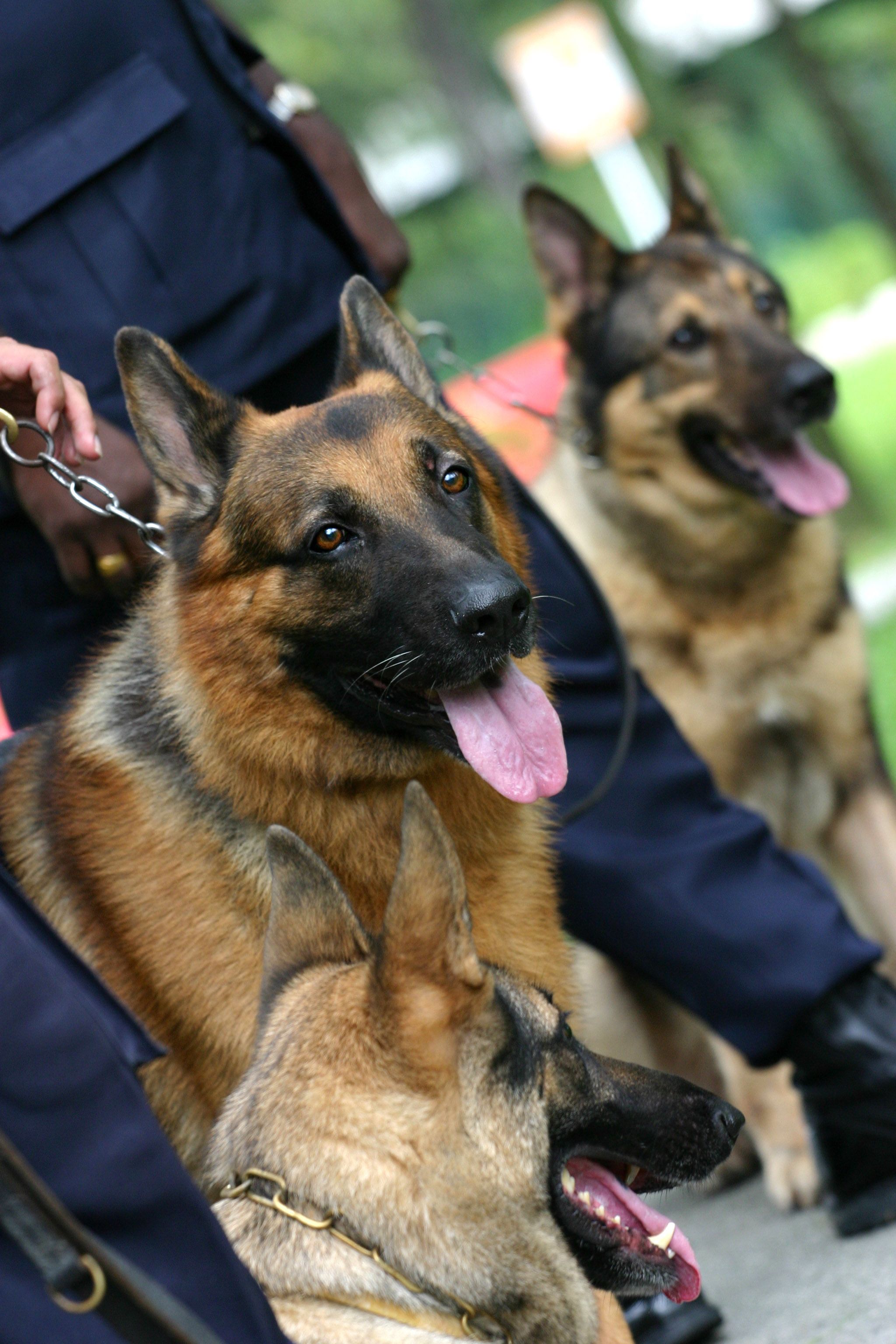 Perros policía