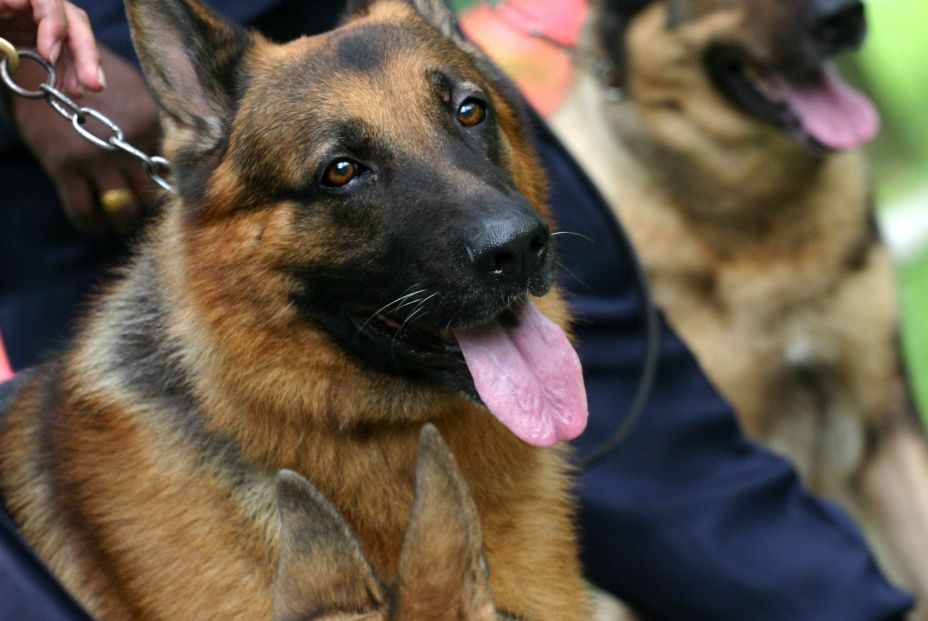 Perros policía