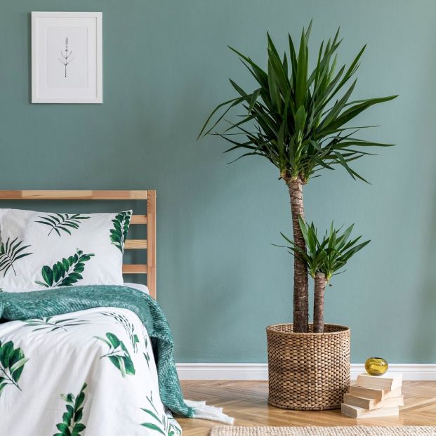 ¿Dormir con plantas en peligroso? ¿Dormir con plantas en peligroso?