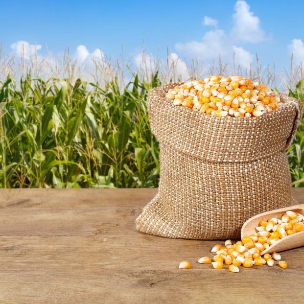 Gofio canario: máiz como ingrediente básico (Bigstock) Gofio canario: máiz como ingrediente básico (Bigstock)