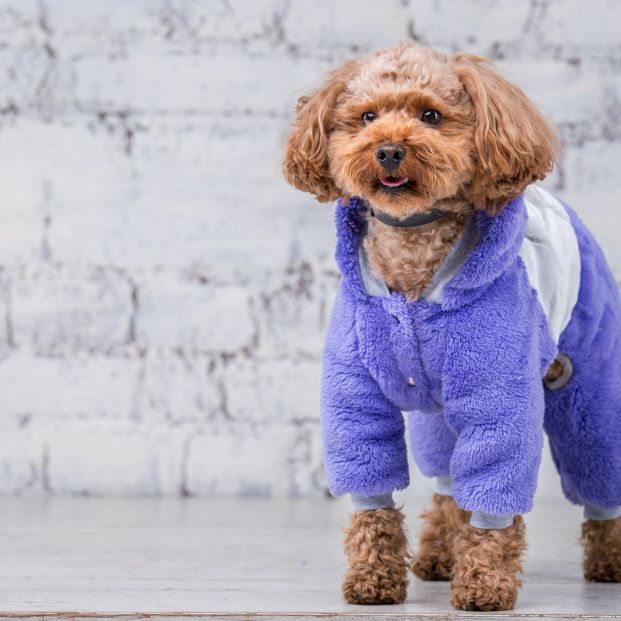 Petofilia: así se denomina la razón por la que no te puedes despegar de tu mascota