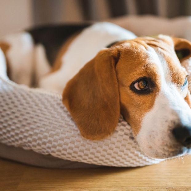 Petofilia: así se denomina la razón por la que no te puedes despegar de tu mascota