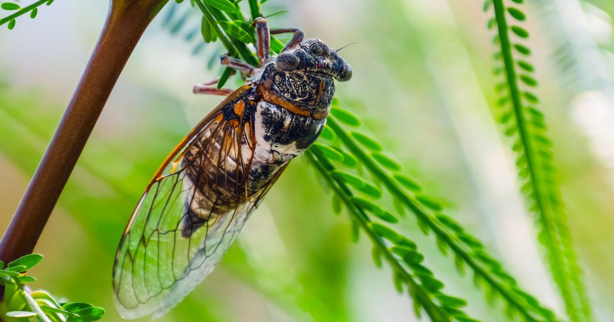 Descubren un nuevo insecto de la familia de las chicharras