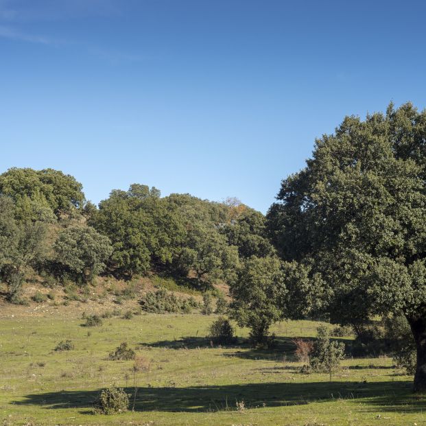 Conoce el lugar mágico en Navarra donde se encuentra la famosa encina de 3 patas