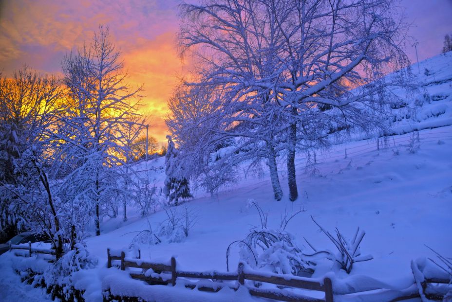 bosque nevado