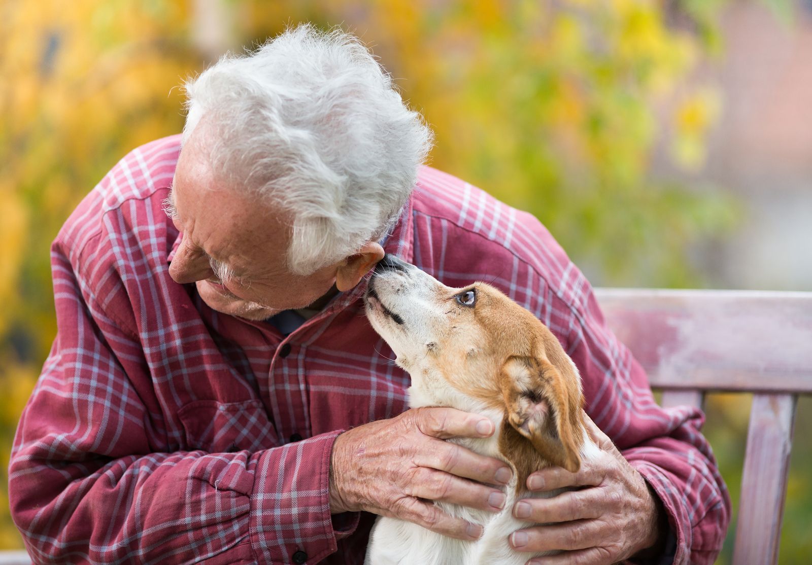 "Un ladrido por una sonrisa":  ahora los perros pueden visitar a los mayores en las residencias